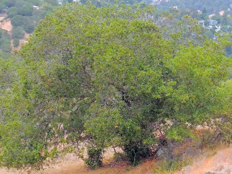 Georgia Oak (Quercus georgiana)