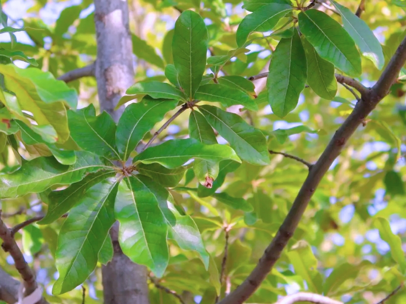 Shingle Oak (Quercus imbricaria)