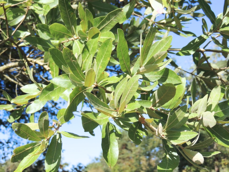 Bluejack Oak (Quercus incana)