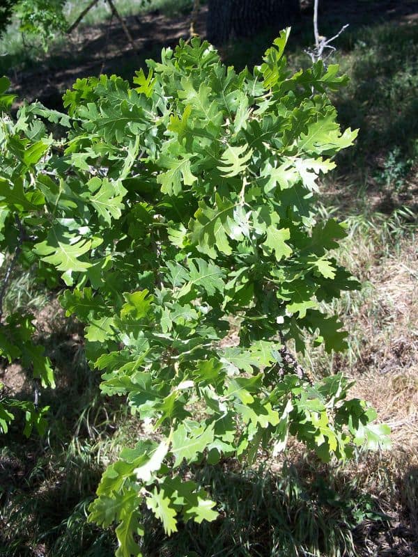 Valley Oak (Quercus lobata) 1 Valley Oak (Quercus lobata)