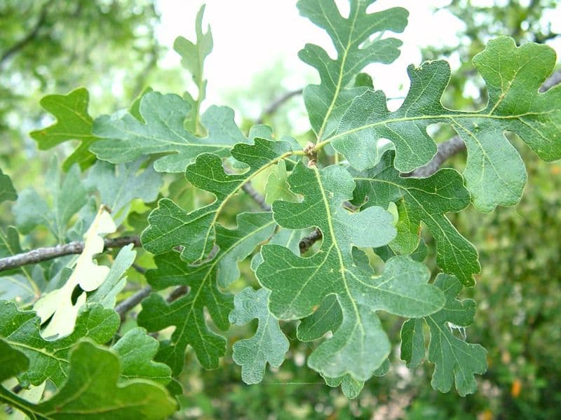 Valley Oak (Quercus lobata)