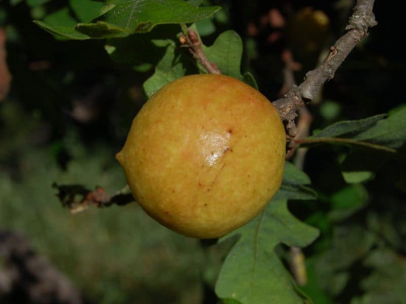 Valley Oak (Quercus lobata) 2 Valley Oak (Quercus lobata)