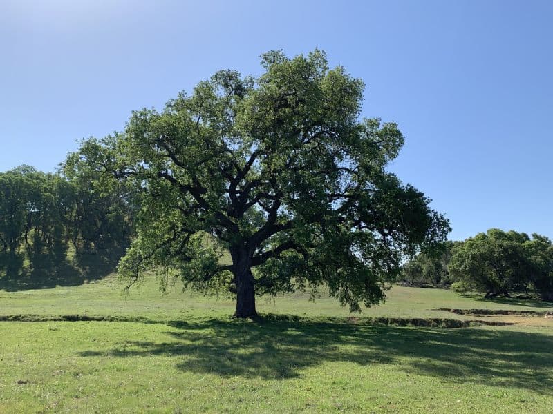 Valley Oak (Quercus lobata) 5 Valley Oak (Quercus lobata)