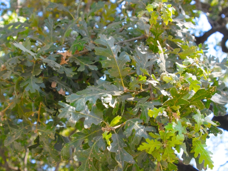 Valley Oak (Quercus lobata)