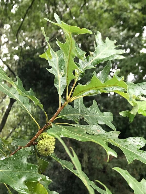 Overcup Oak (Quercus lyrata)