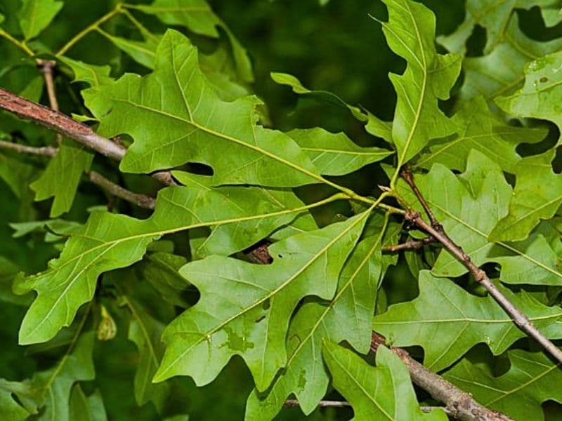 Overcup Oak (Quercus lyrata)