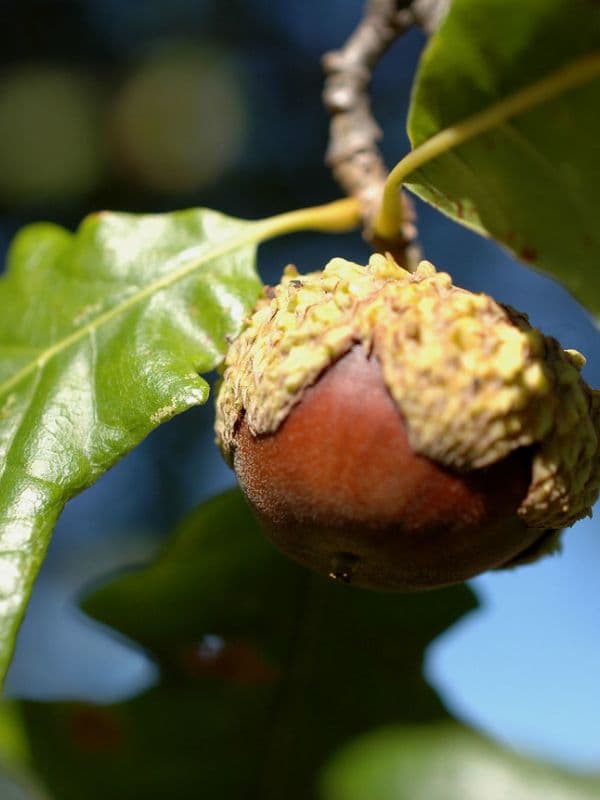 Overcup Oak (Quercus lyrata)