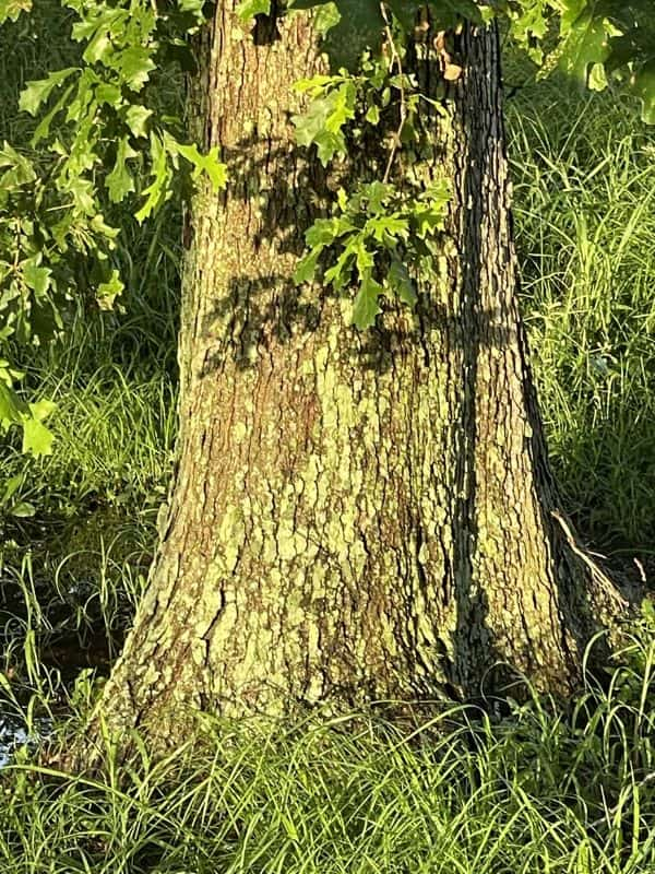 Overcup Oak (Quercus lyrata)