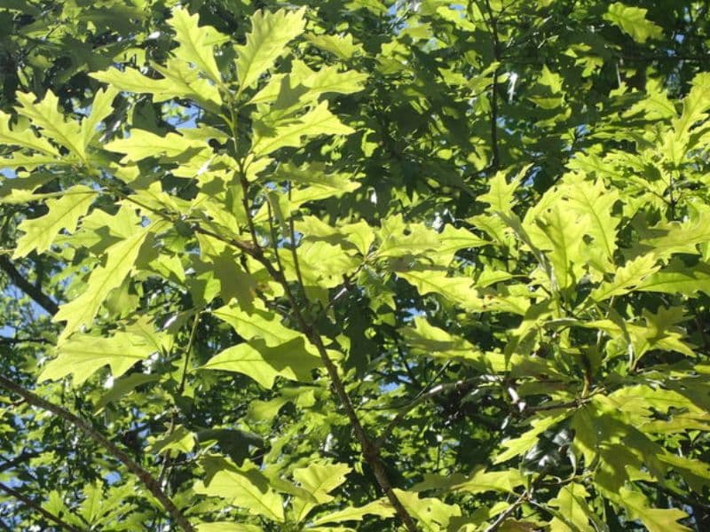 Overcup Oak (Quercus lyrata)