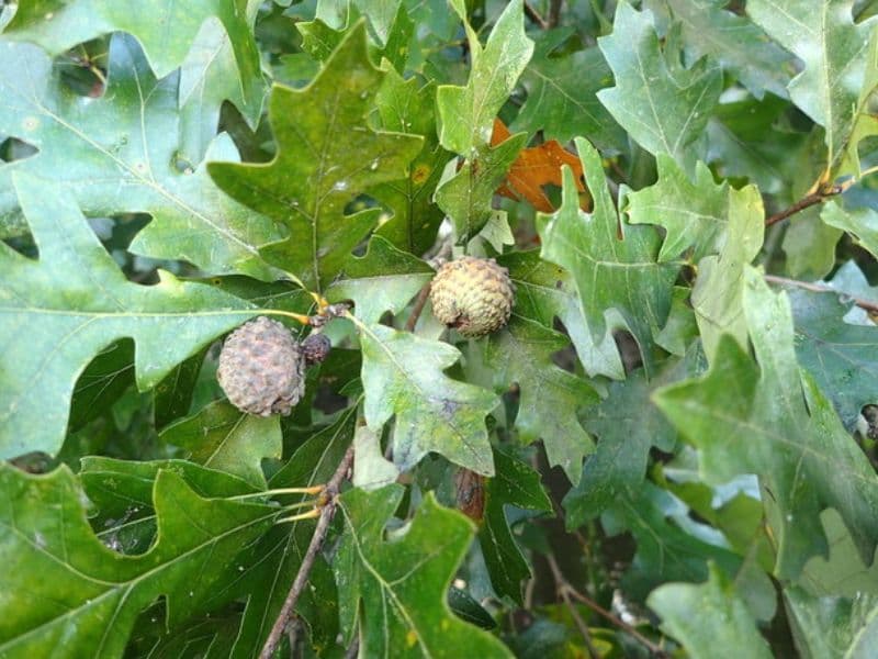 Overcup Oak (Quercus lyrata)