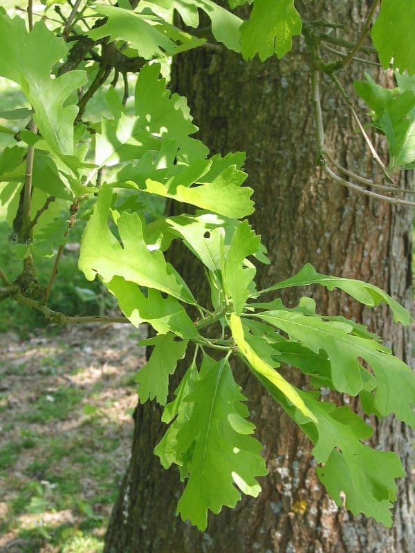 Bur Oak (Quercus macrocarpa)