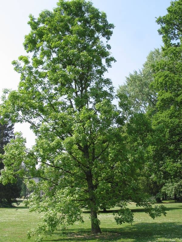 Bur Oak (Quercus macrocarpa)