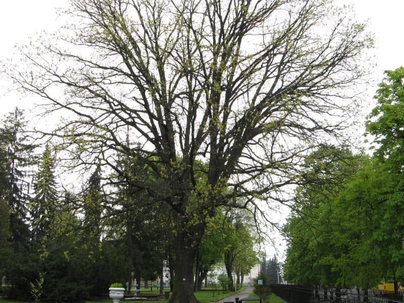 Bur Oak (Quercus macrocarpa)