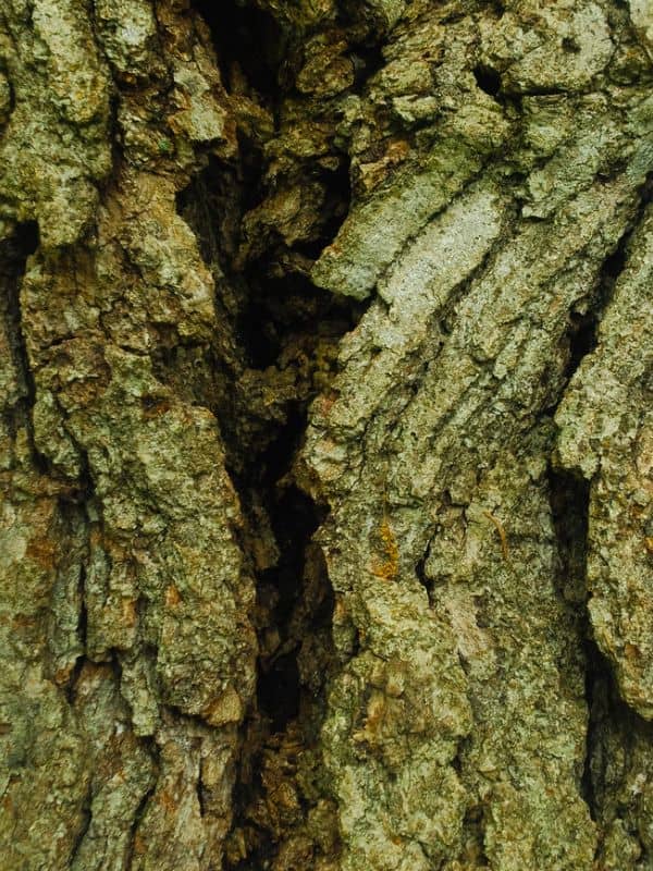 Bur Oak (Quercus macrocarpa)