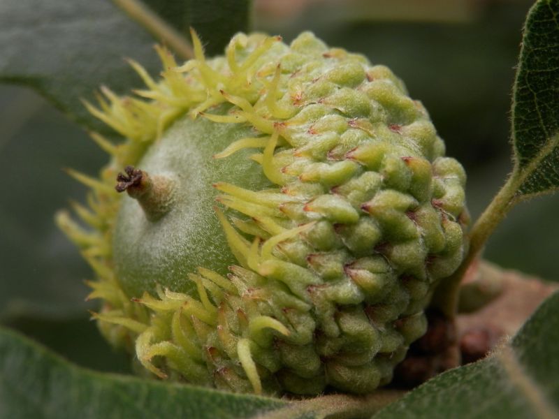 Bur Oak (Quercus macrocarpa)