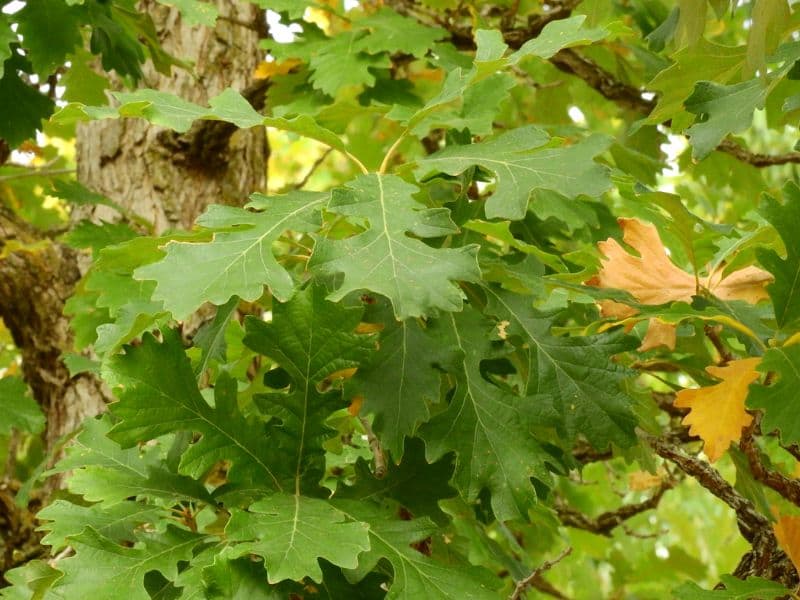 Bur Oak (Quercus macrocarpa)