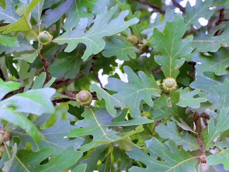 Bur Oak (Quercus macrocarpa)