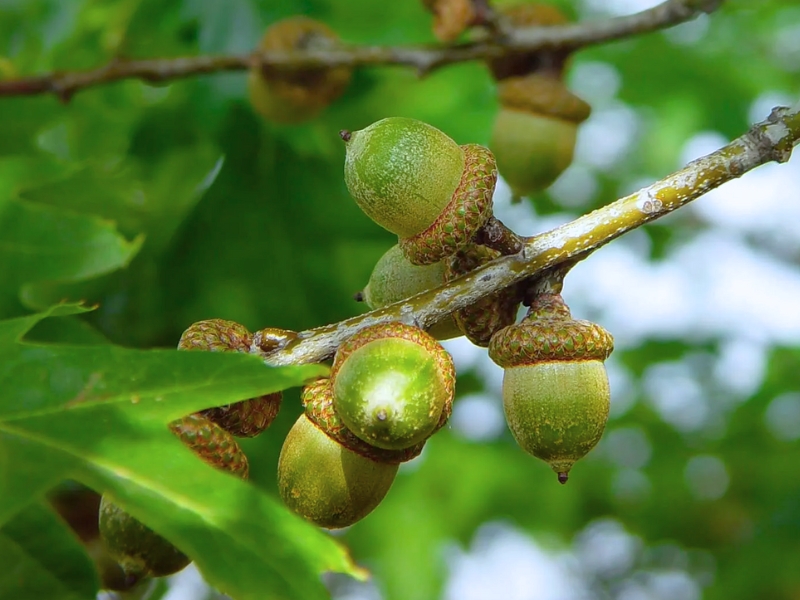 Chinese Cork Oak (Quercus variabilis)