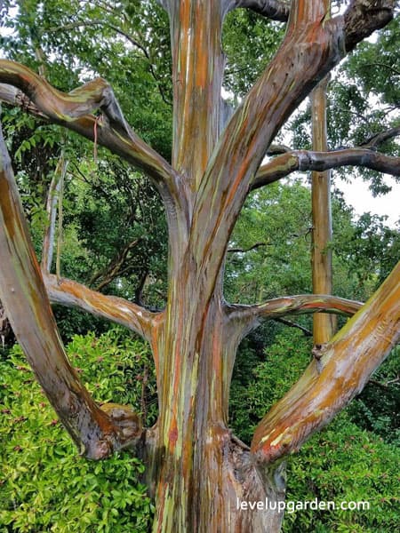 Rainbow Gum (Eucalyptus deglupta) Information
