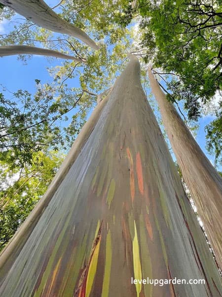 Rainbow Gum (Eucalyptus deglupta) Information
