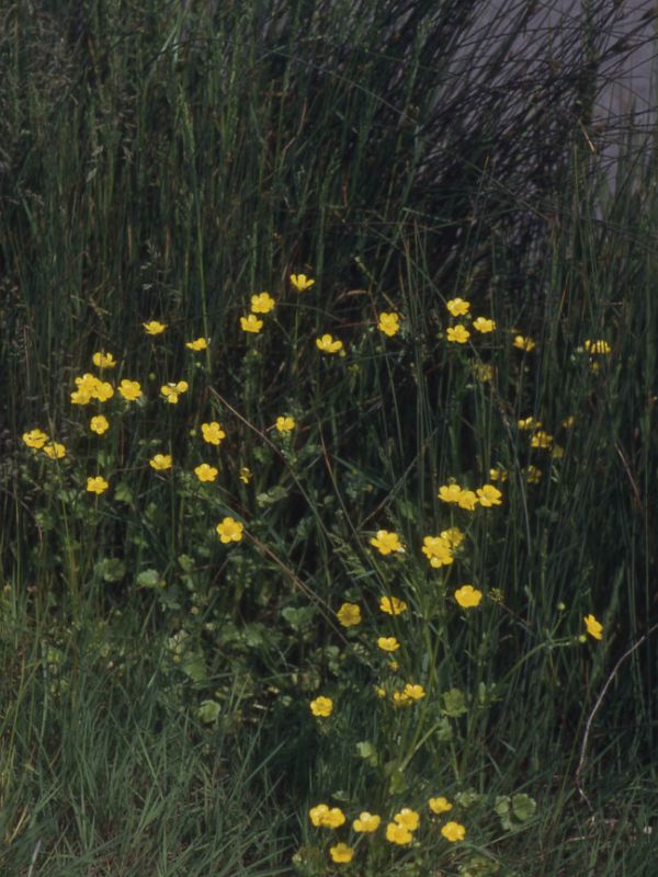 Hairy Buttercup (Ranunculus sardous)