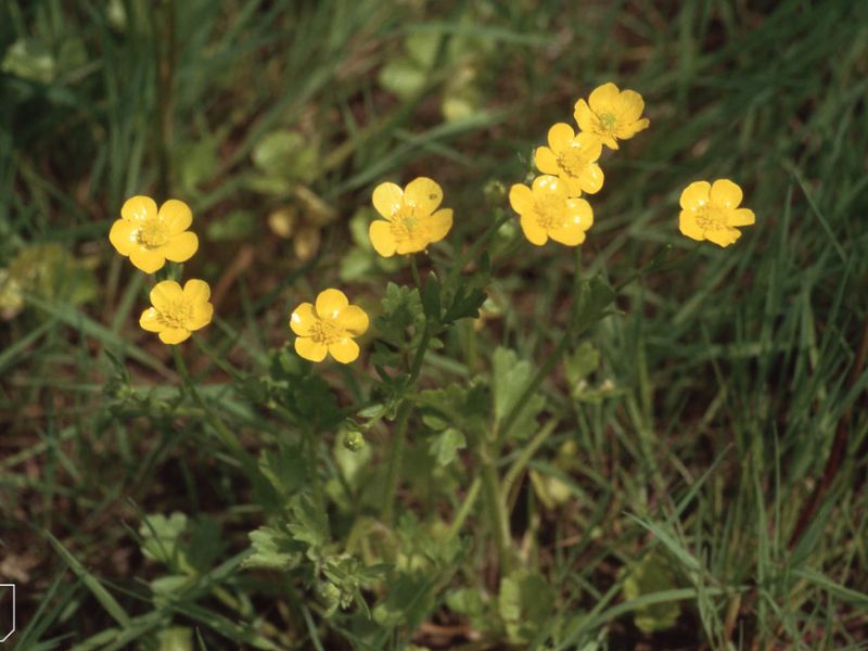 Hairy Buttercup (Ranunculus sardous)