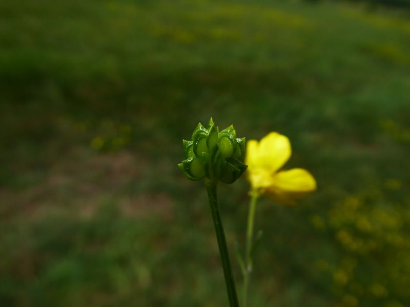 Hairy Buttercup (Ranunculus sardous)