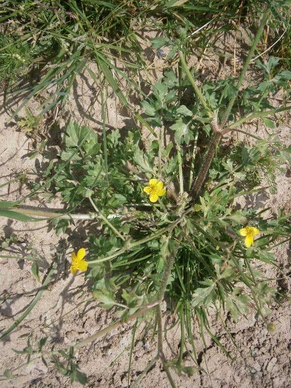 Hairy Buttercup (Ranunculus sardous)