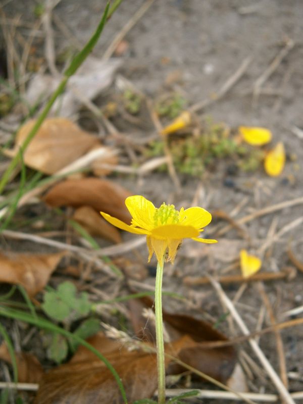 Hairy Buttercup (Ranunculus sardous)