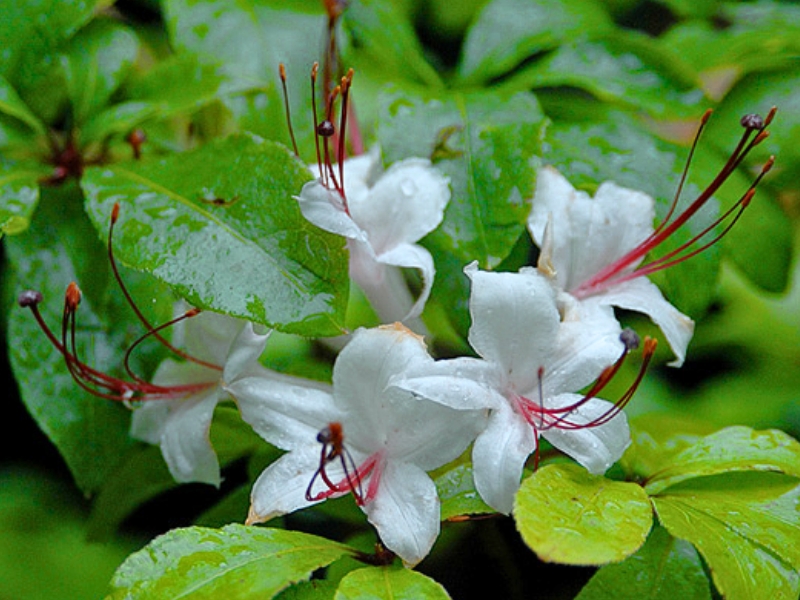 Alabama Azalea (Rhododendron alabamense)