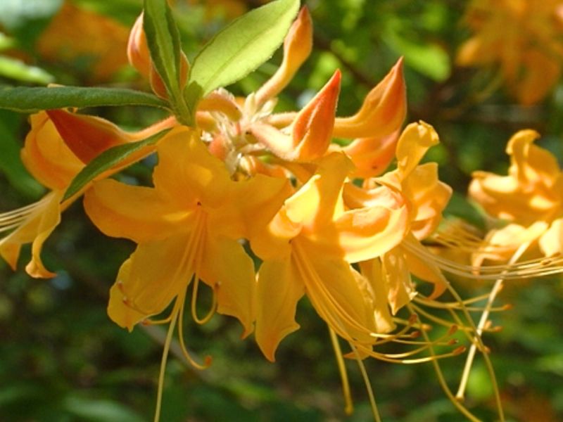 Orange Azalea (Rhododendron austrinum)