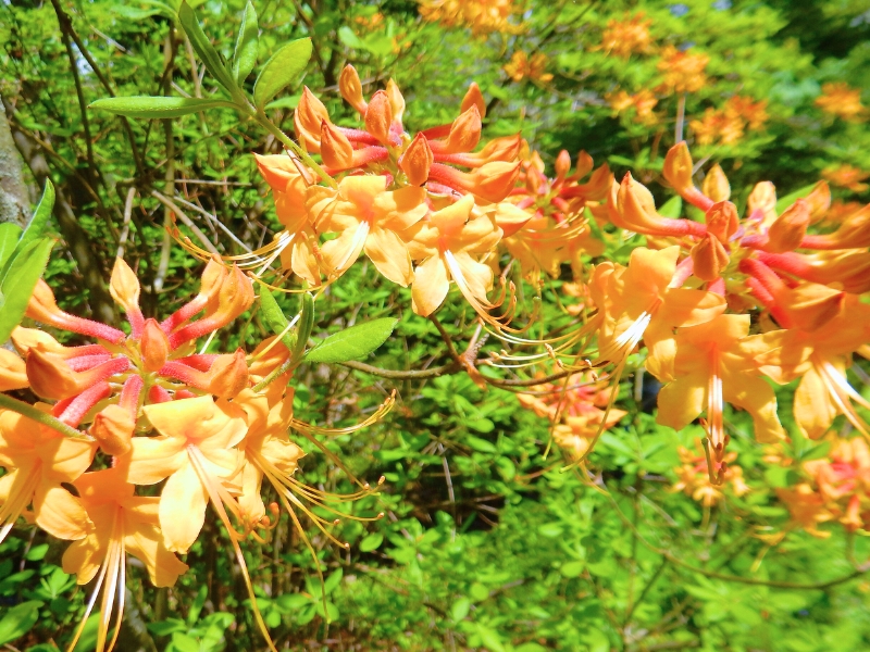 Orange Azalea (Rhododendron austrinum)