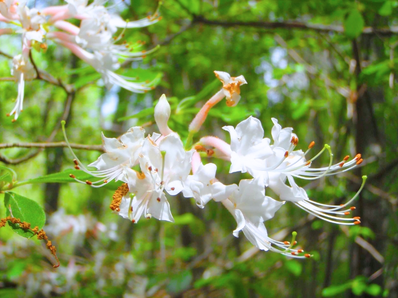 Mountain Azalea (Rhododendron canescens)