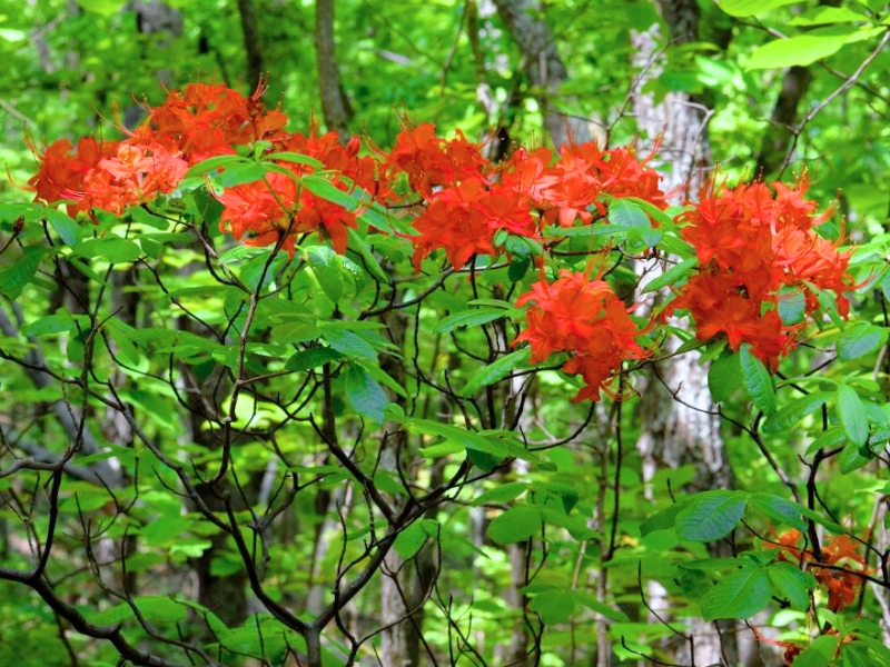 Oconee Azalea (Rhododendron flammeum)