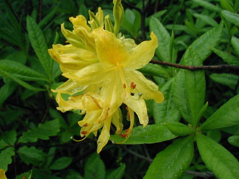 Yellow Azalea (Rhododendron luteum) 1 Yellow Azalea (Rhododendron luteum)