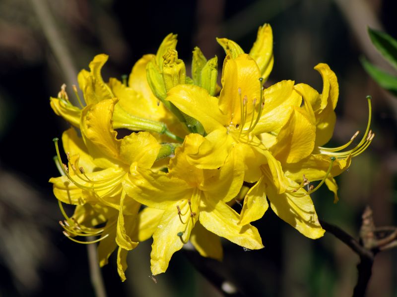 Yellow Azalea (Rhododendron luteum) 2 Yellow Azalea (Rhododendron luteum)