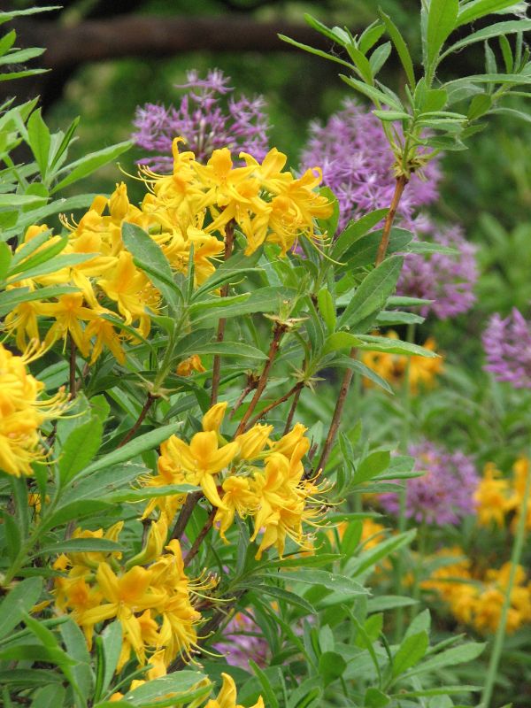 Yellow Azalea (Rhododendron luteum) 3 Yellow Azalea (Rhododendron luteum)