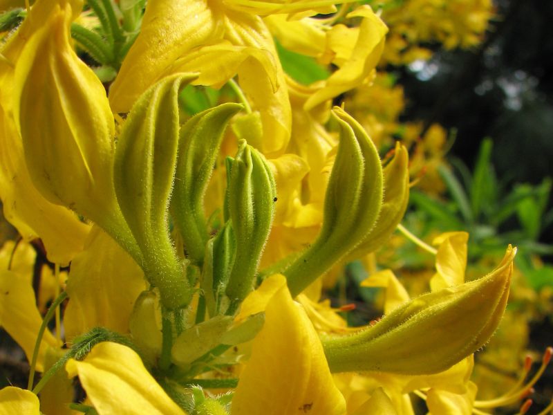 Yellow Azalea (Rhododendron luteum) 4 Yellow Azalea (Rhododendron luteum)