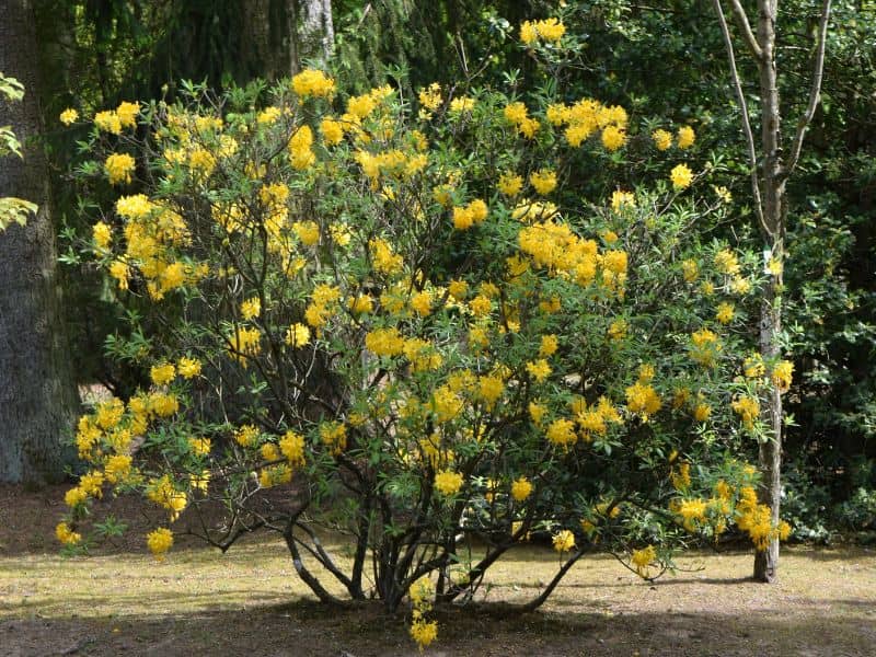 Yellow Azalea (Rhododendron luteum) 5 Yellow Azalea (Rhododendron luteum)