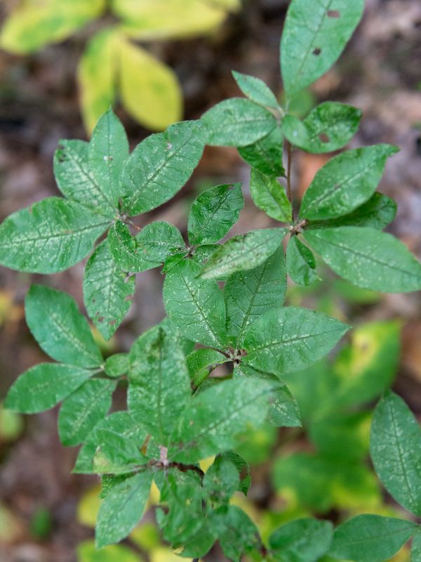 Swamp Azalea (Rhododendron viscosum)