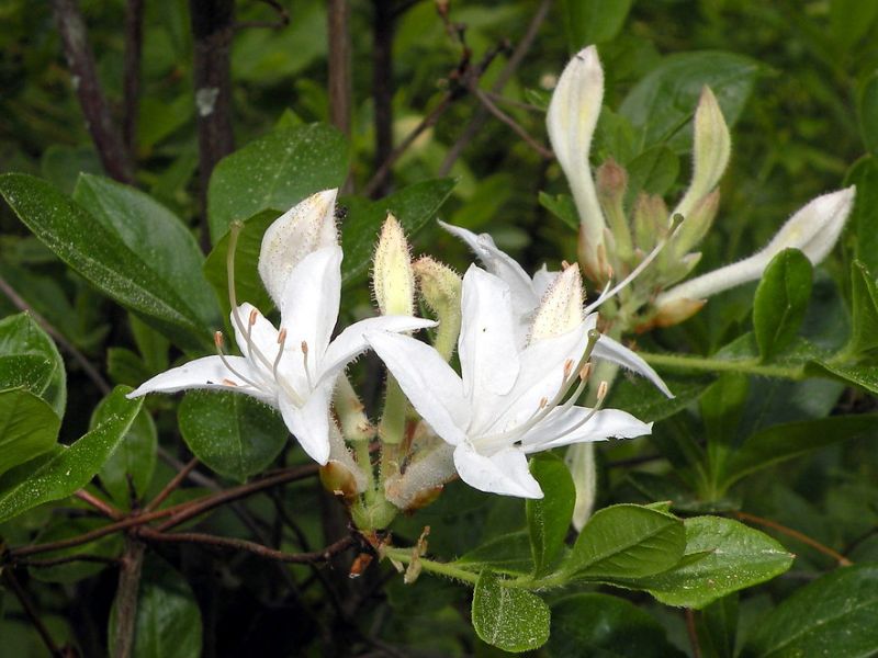 Swamp Azalea (Rhododendron viscosum)