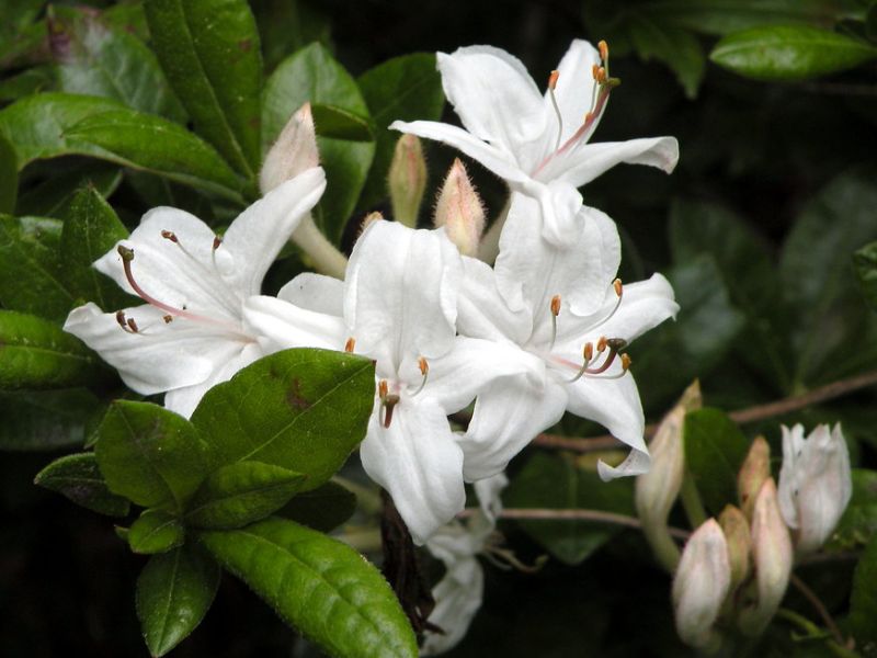 Swamp Azalea (Rhododendron viscosum)