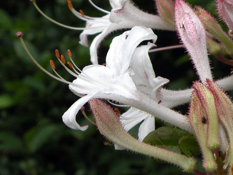 Swamp Azalea (Rhododendron viscosum)