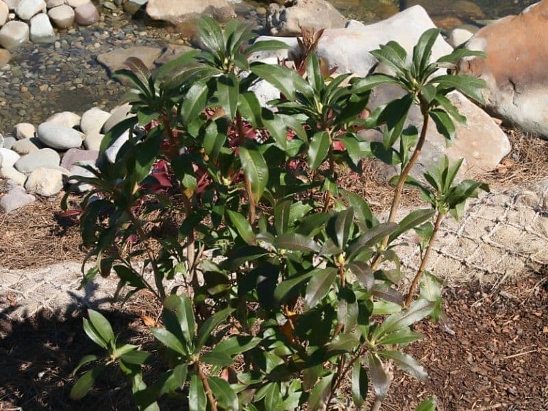 Swamp Azalea (Rhododendron viscosum)