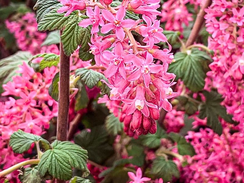 Flowering Currant (Ribes sanguineum)