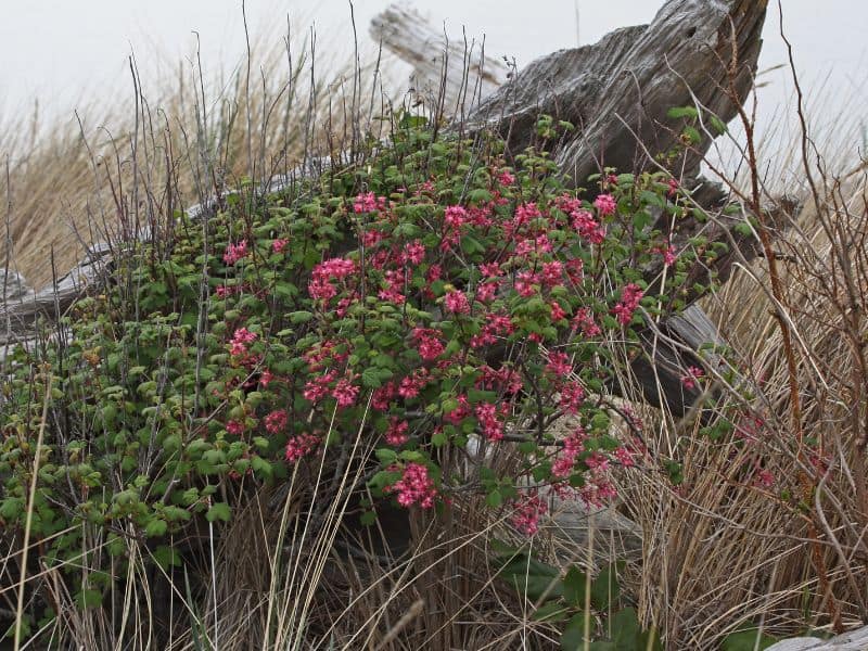 Flowering Currant (Ribes sanguineum)