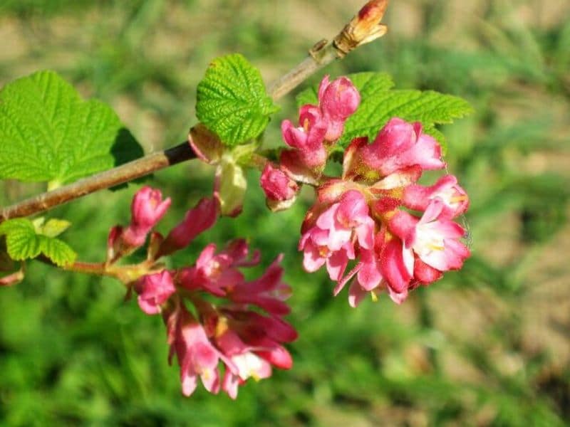 Flowering Currant (Ribes sanguineum)