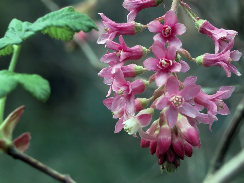 Flowering Currant (Ribes sanguineum)