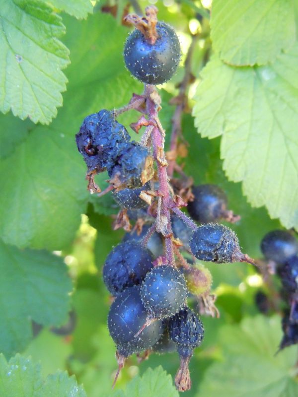 Flowering Currant (Ribes sanguineum)