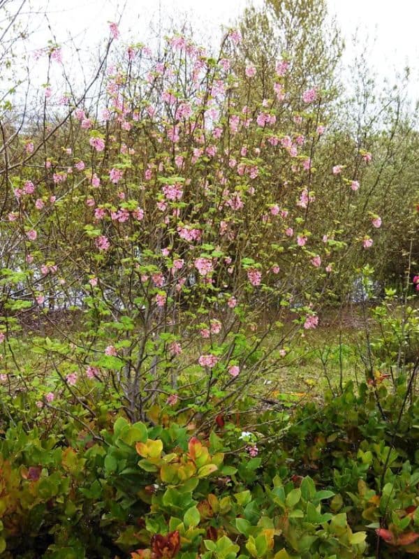 Flowering Currant (Ribes sanguineum)